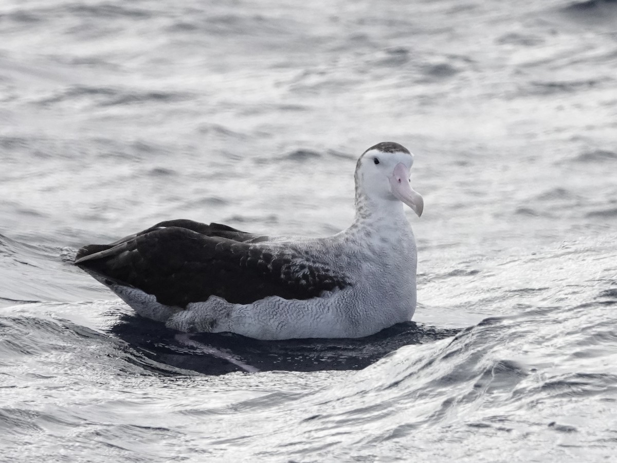 Snowy/Tristan/Antipodean Albatross - ML643548944