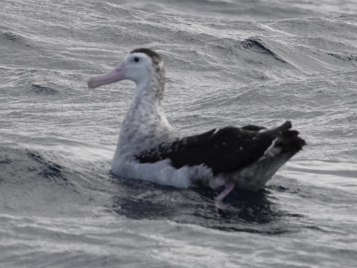 Snowy/Tristan/Antipodean Albatross - ML643548945