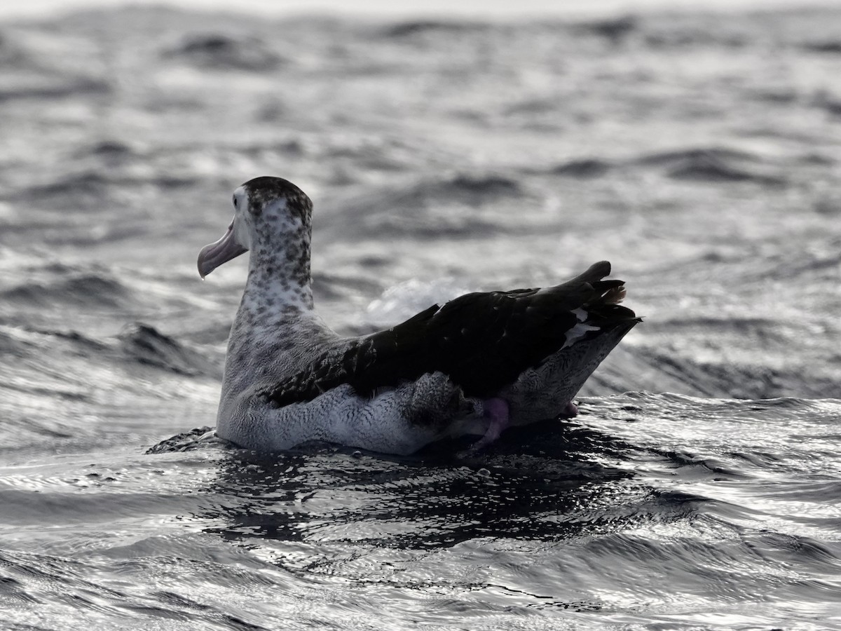 Snowy/Tristan/Antipodean Albatross - ML643548946