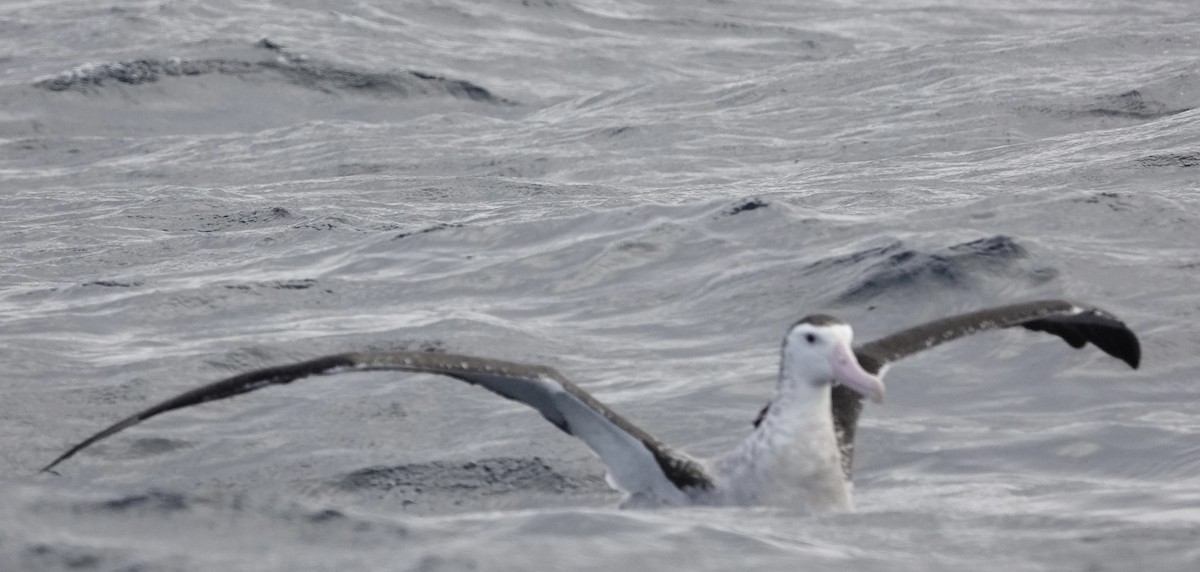 Snowy/Tristan/Antipodean Albatross - ML643548947
