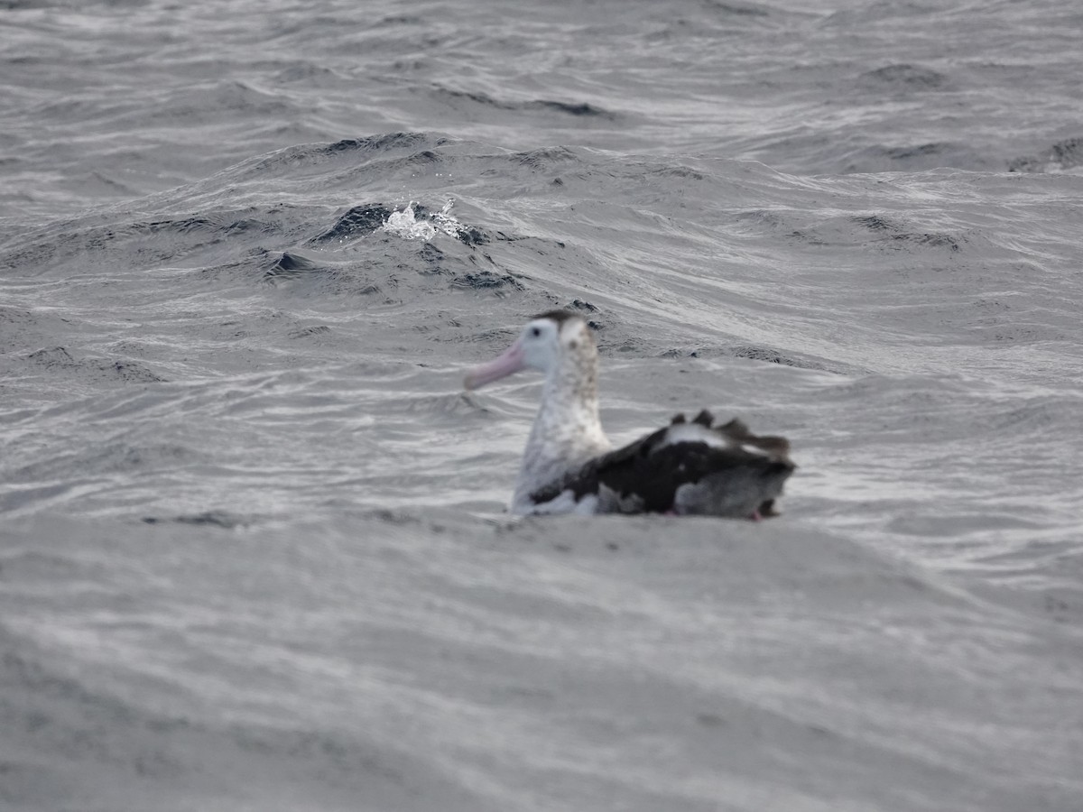 Snowy/Tristan/Antipodean Albatross - ML643548948