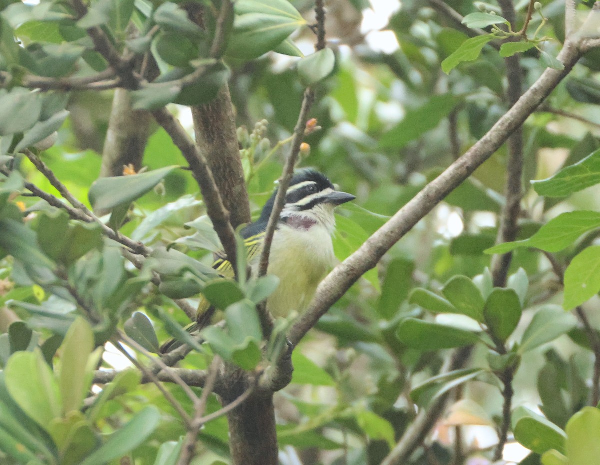 Yellow-rumped Tinkerbird - ML643548951