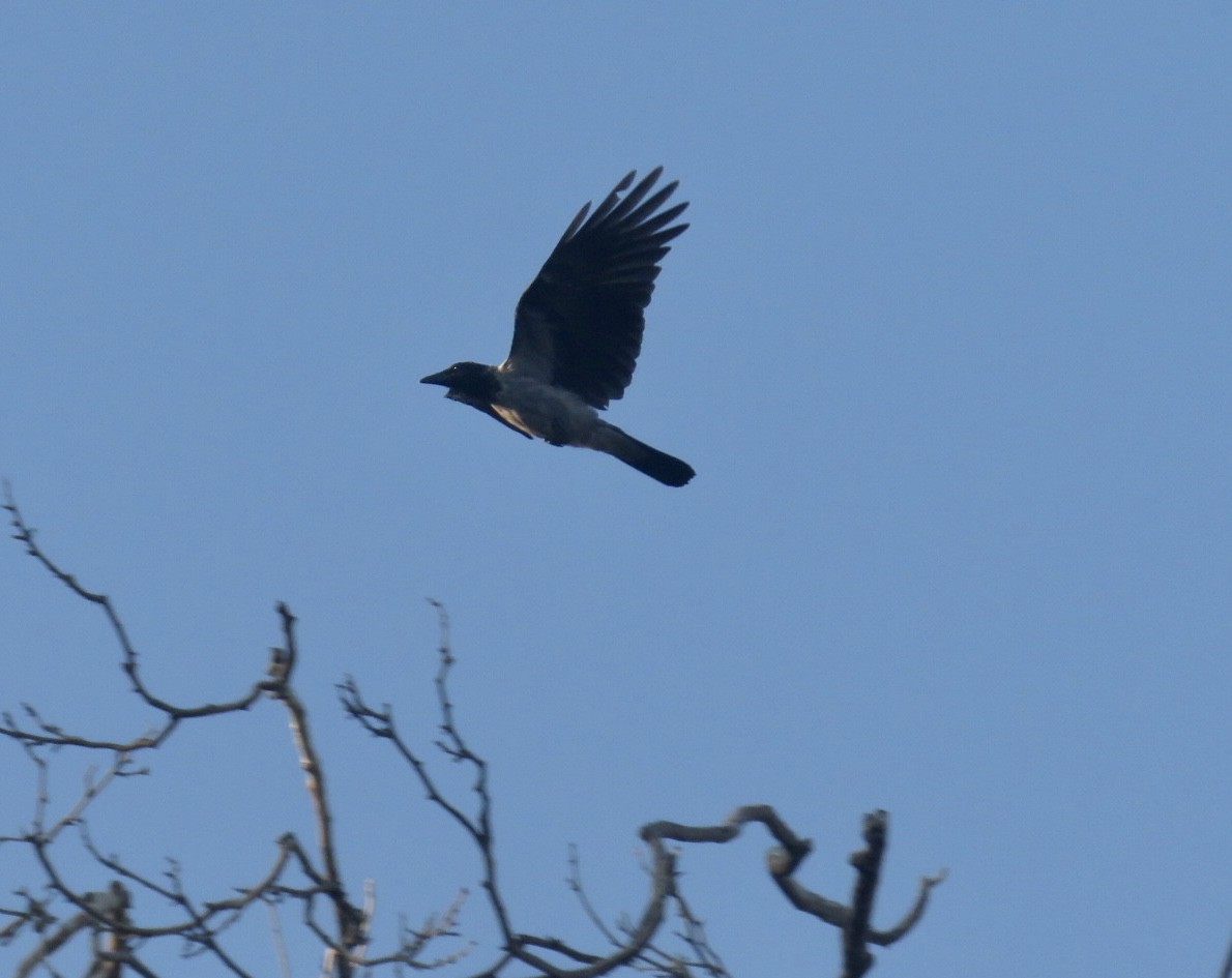 Hooded Crow - ML643548957