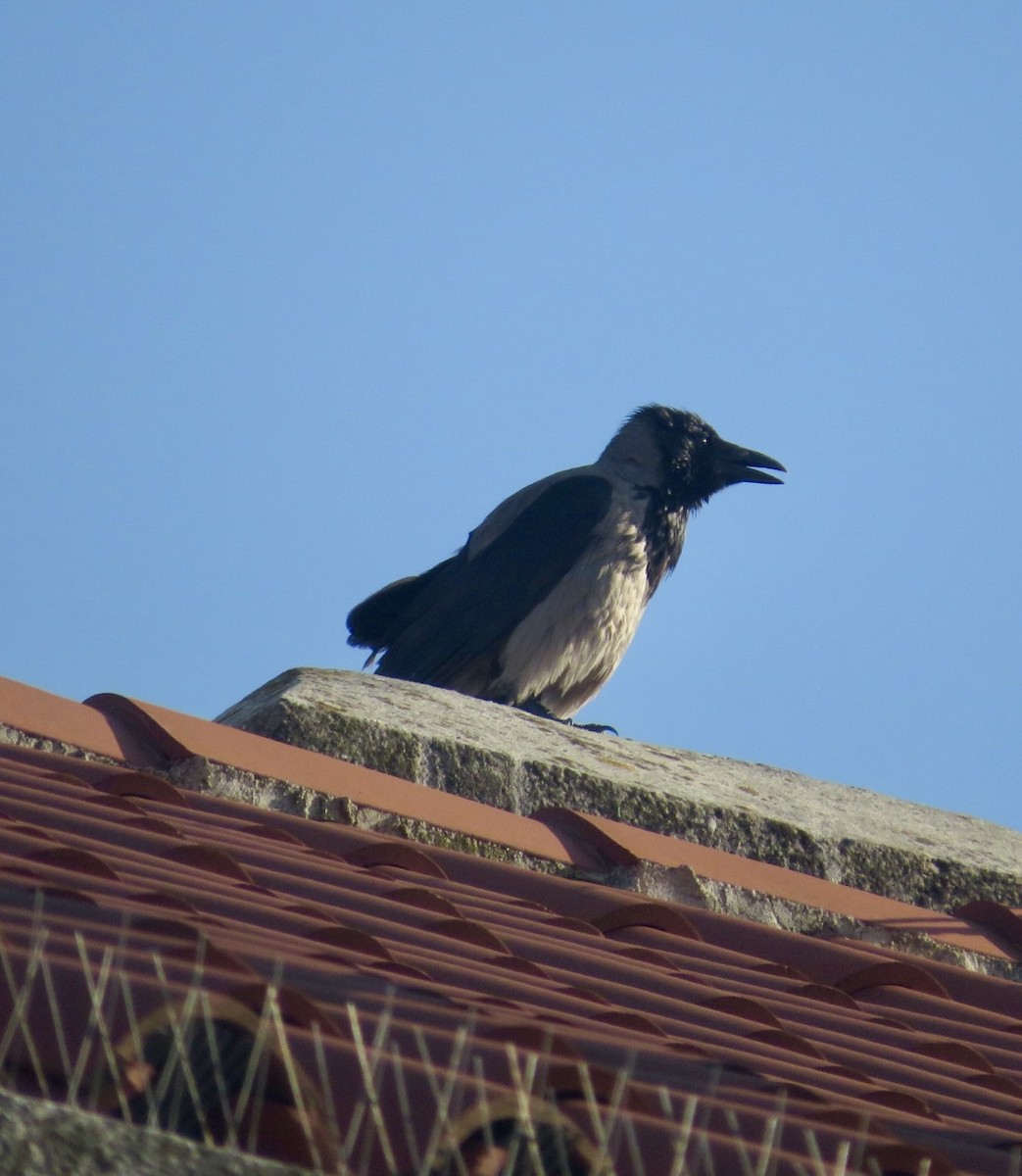 Hooded Crow - ML643548958