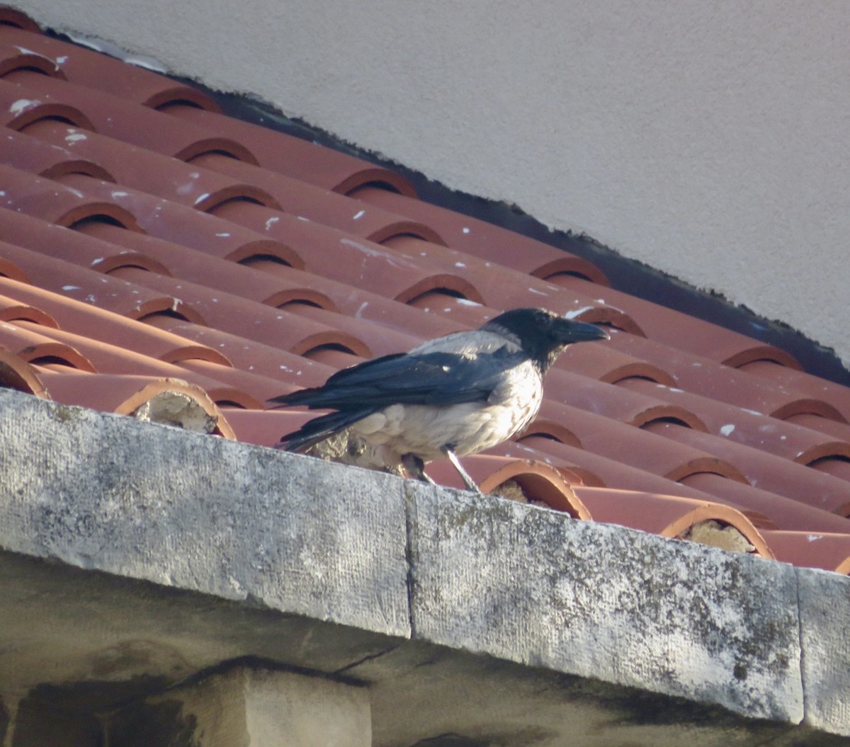 Hooded Crow - ML643548959