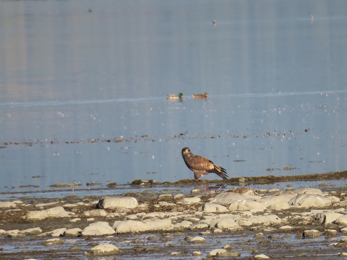 Bald Eagle - ML643548987