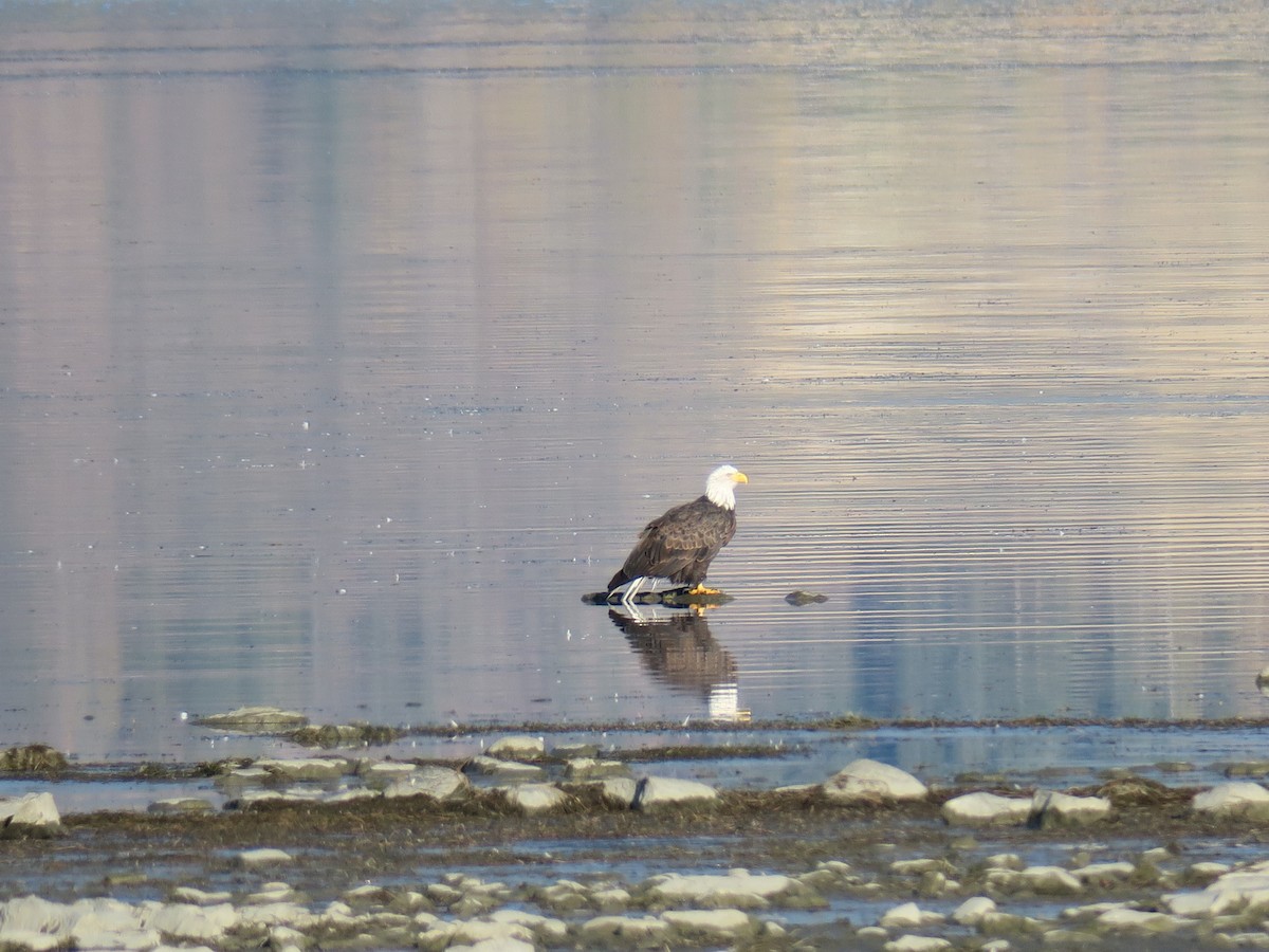 Bald Eagle - ML643548988