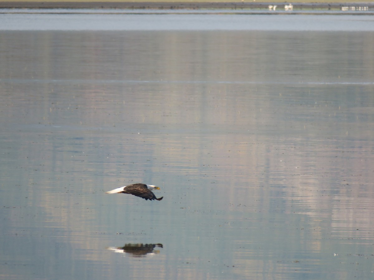 Bald Eagle - ML643548989