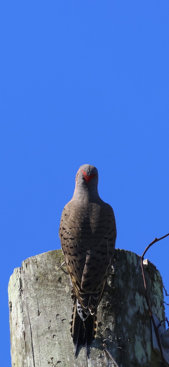 Northern Flicker - ML643548997