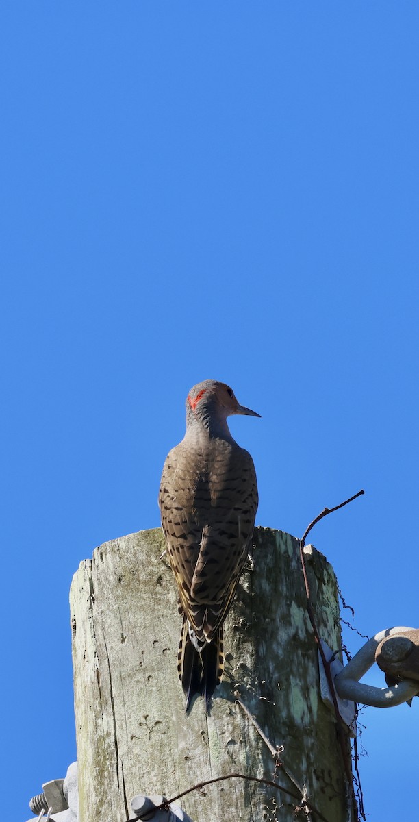 Northern Flicker - ML643548998