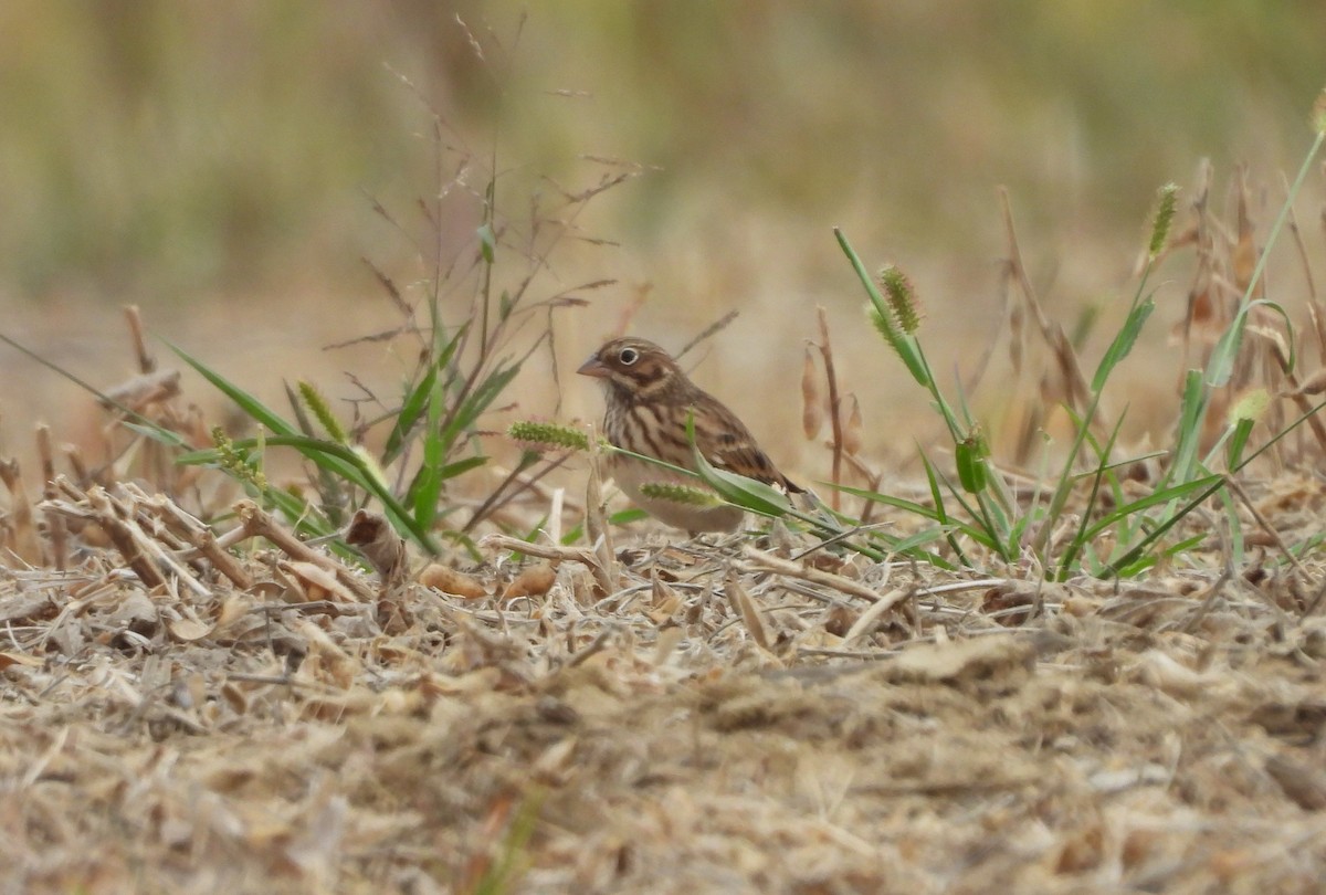 Vesper Sparrow - ML643549031