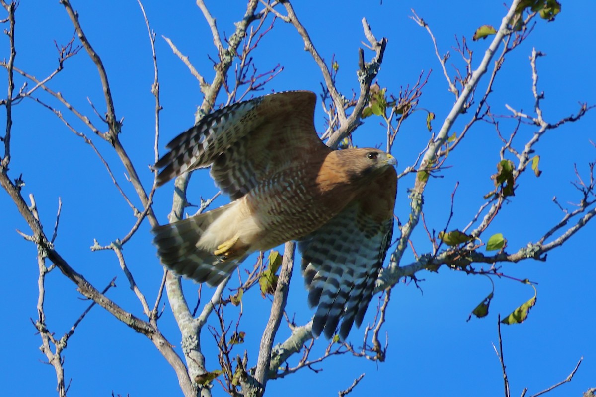Red-shouldered Hawk - ML643549033