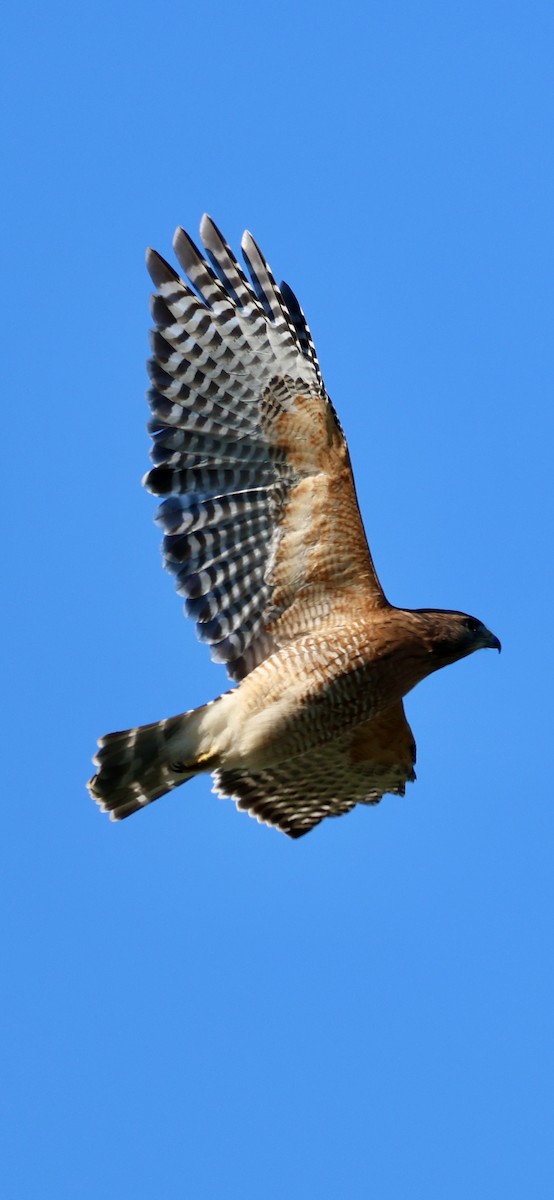 Red-shouldered Hawk - ML643549034