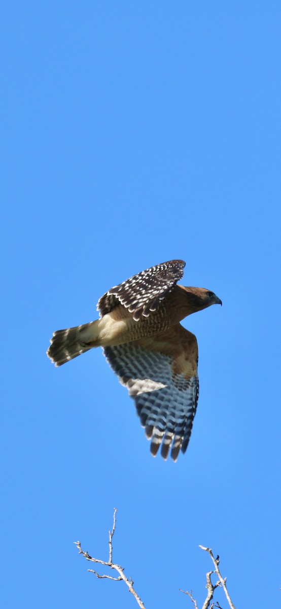 Red-shouldered Hawk - ML643549035