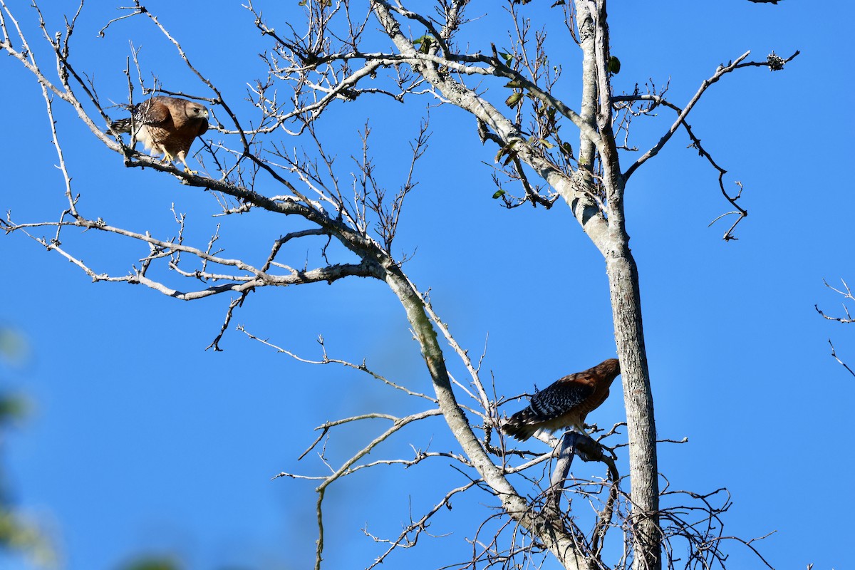 Red-shouldered Hawk - ML643549036