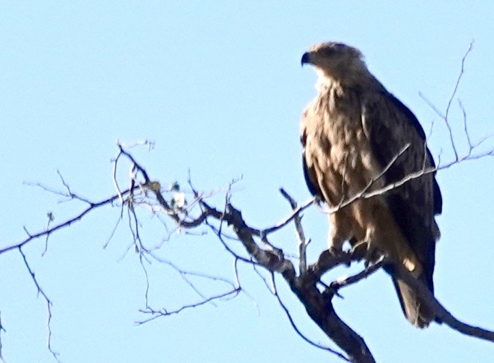 Tawny Eagle - ML643549037