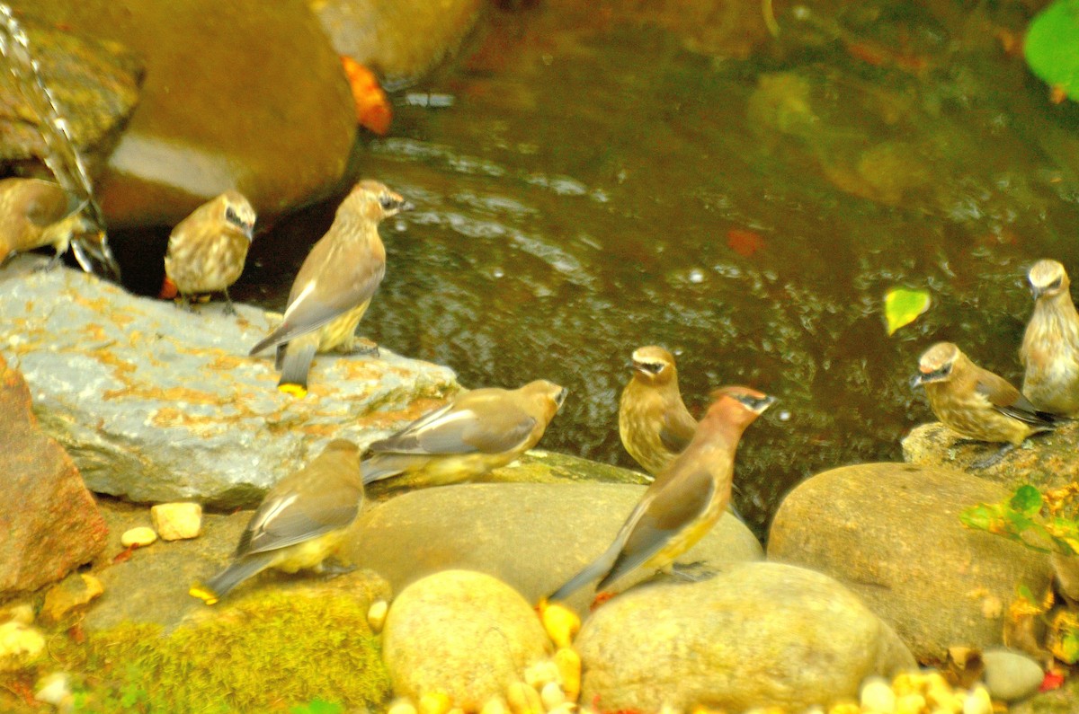 Cedar Waxwing - ML643549041