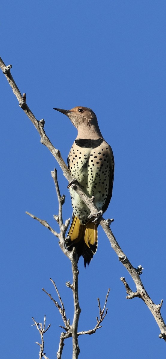 Northern Flicker - ML643549042