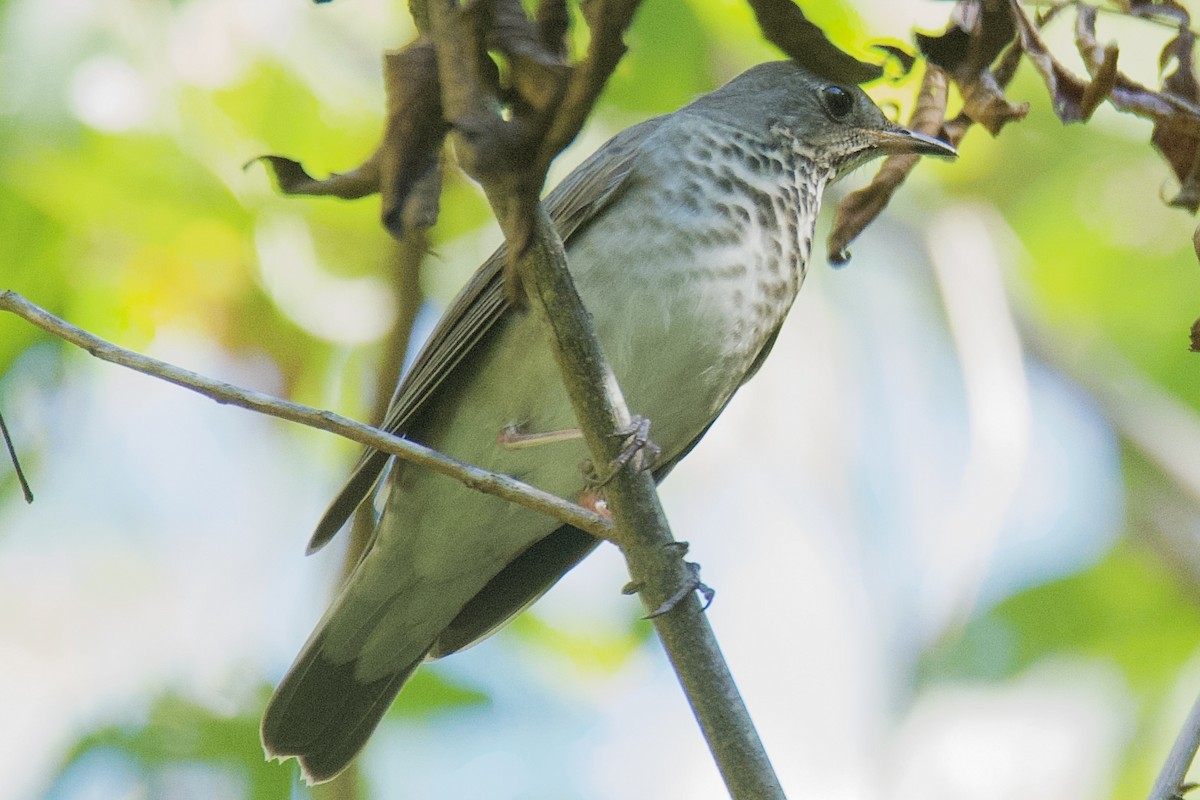 Gray-cheeked Thrush - ML643549048