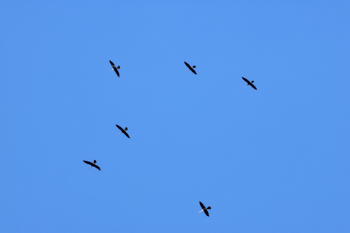 Anhinga - ML643549051