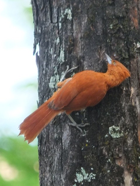 Caatinga Cacholote - ML643549054