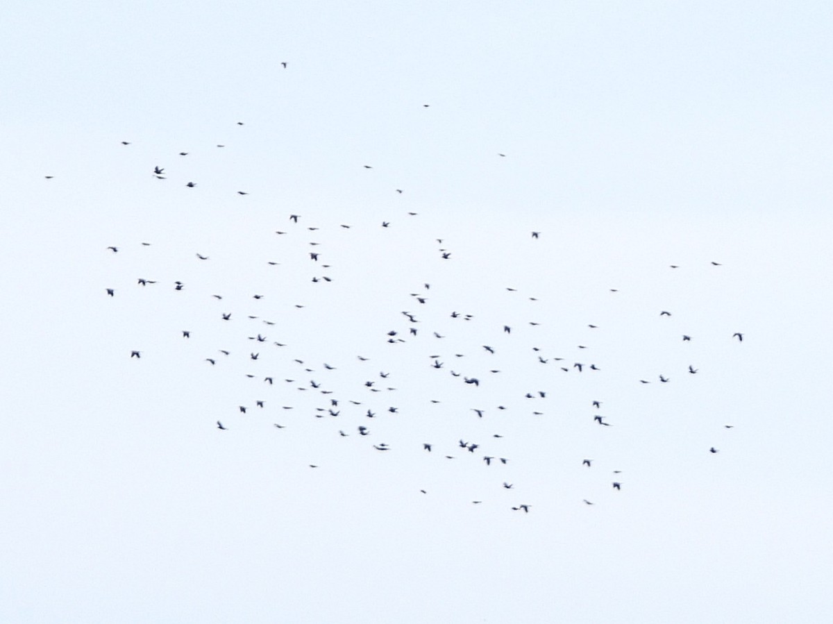Common Grackle - ML643549056