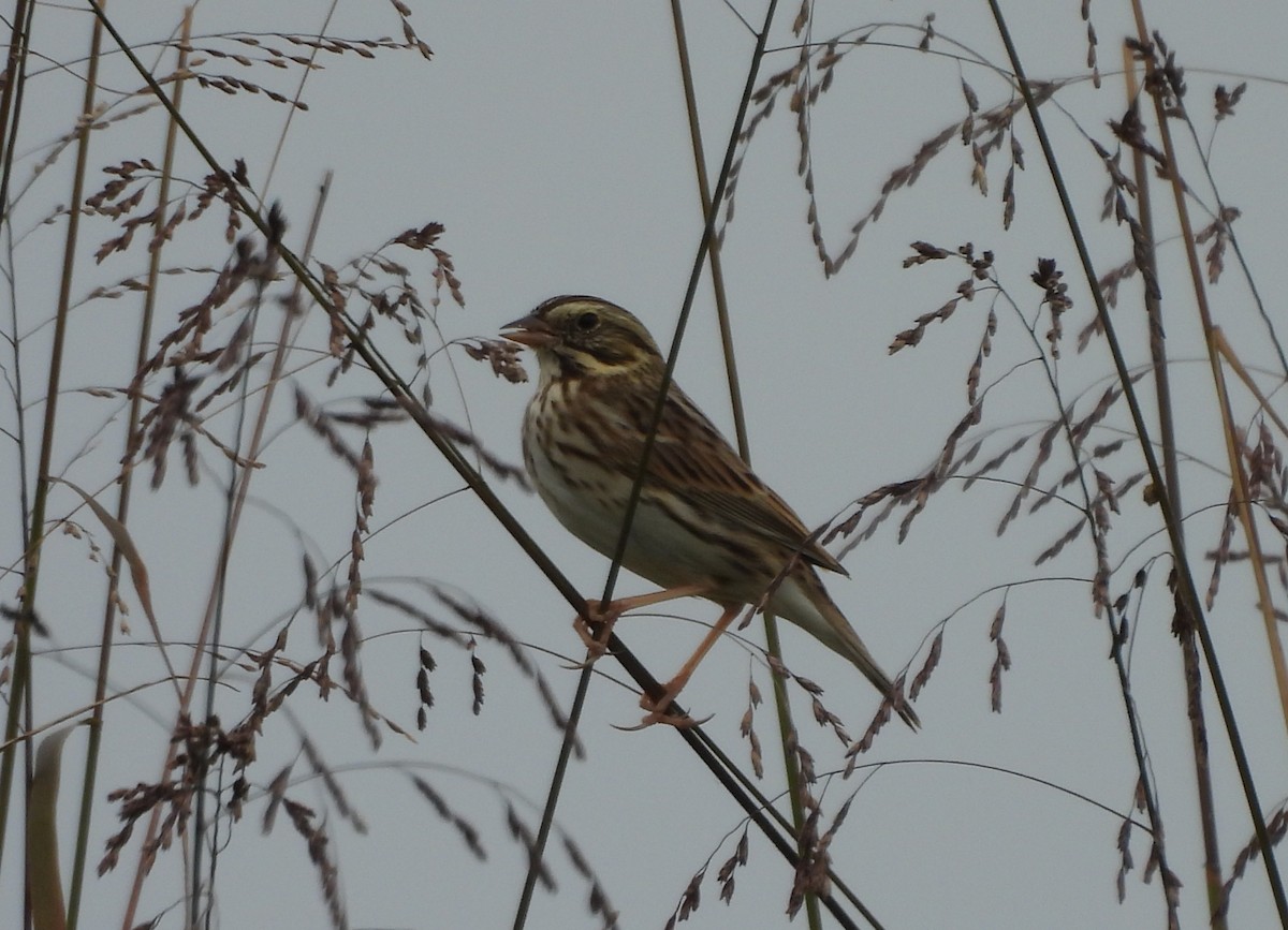 Savannah Sparrow - ML643549057
