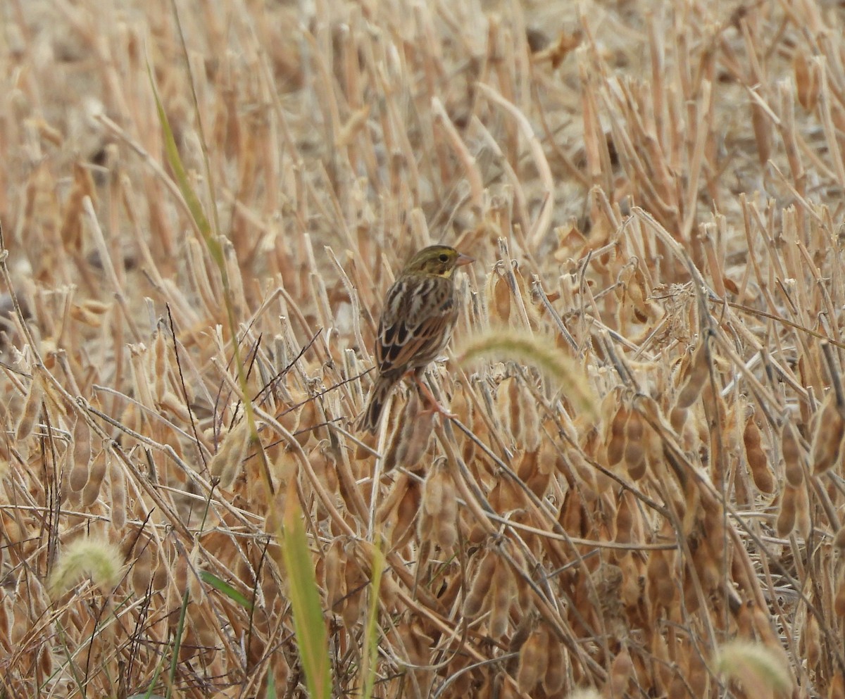Savannah Sparrow - ML643549058