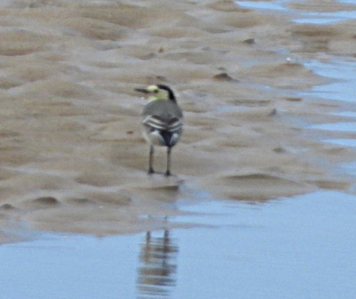 Western Yellow Wagtail - ML643549065