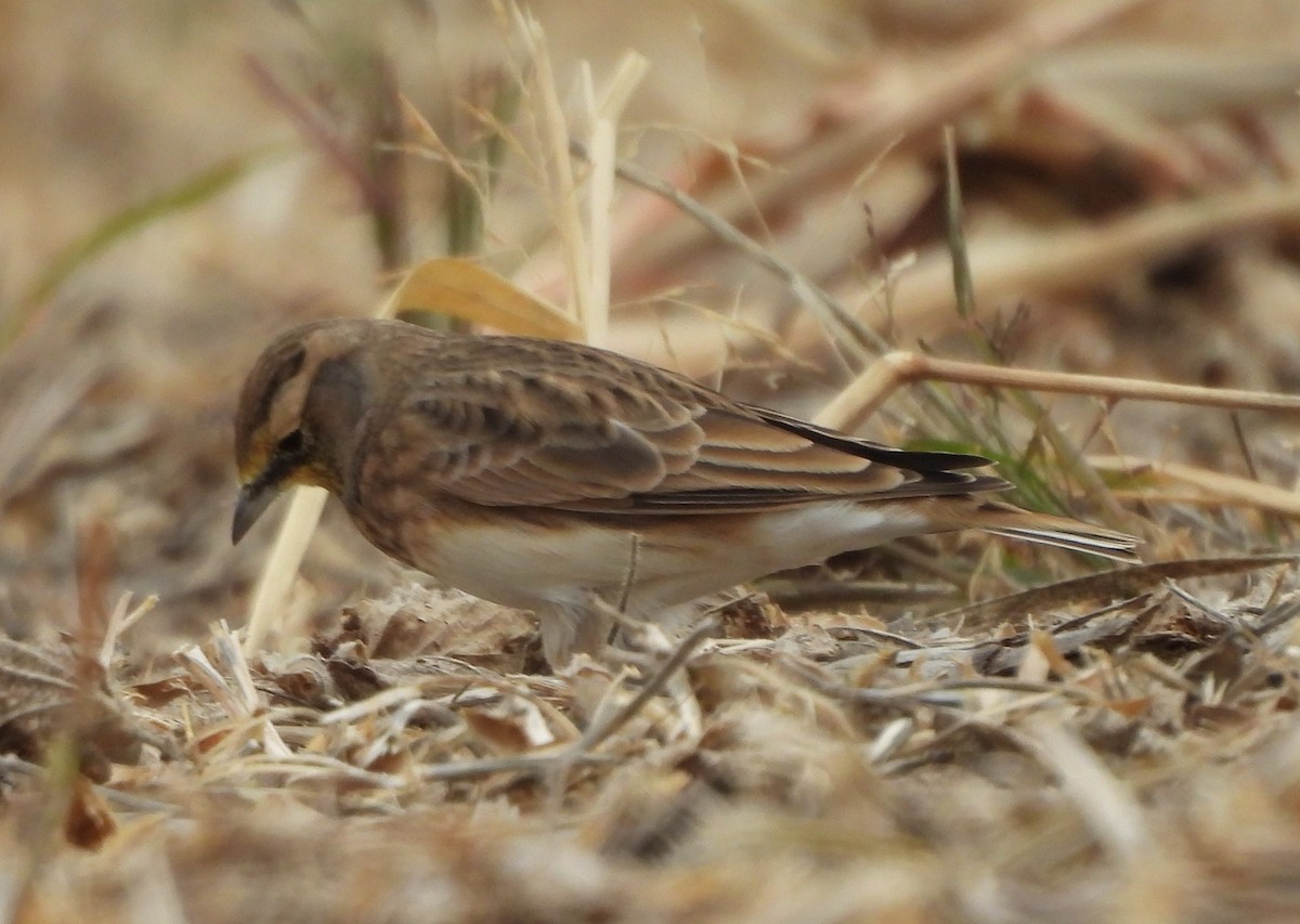 Horned Lark - ML643549069