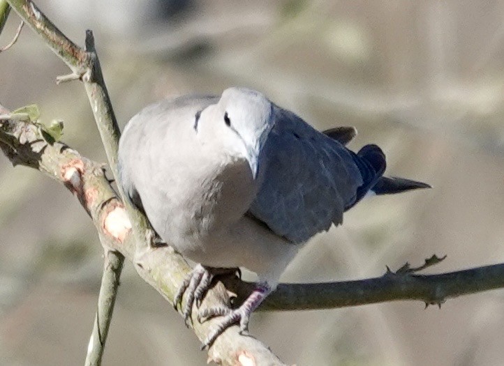 Ring-necked Dove - ML643549075