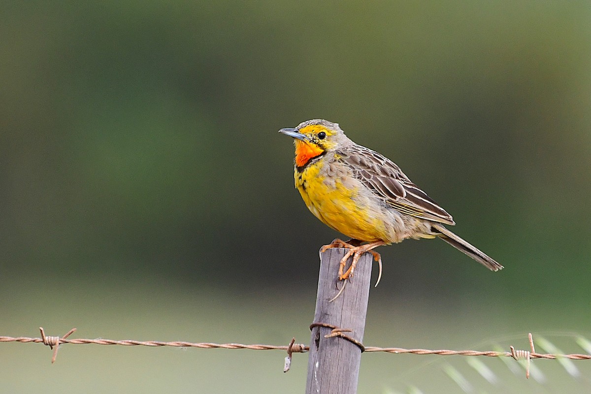 Капский шпорник - ML643549077