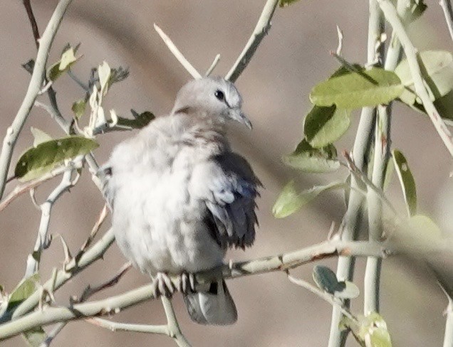 Ring-necked Dove - ML643549078