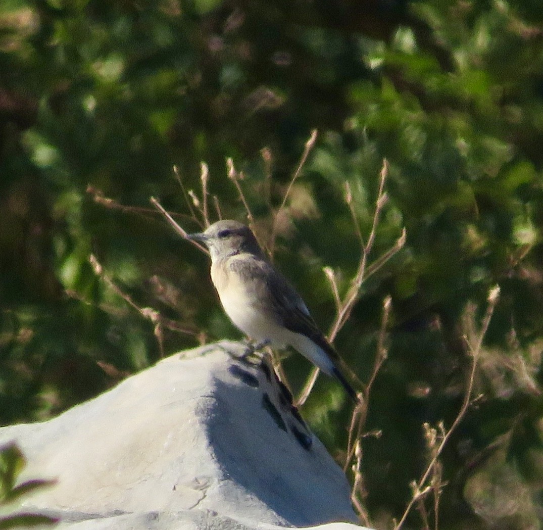 Eastern Black-eared Wheatear - ML643549081