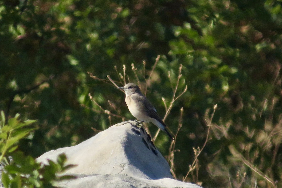 Eastern Black-eared Wheatear - ML643549082