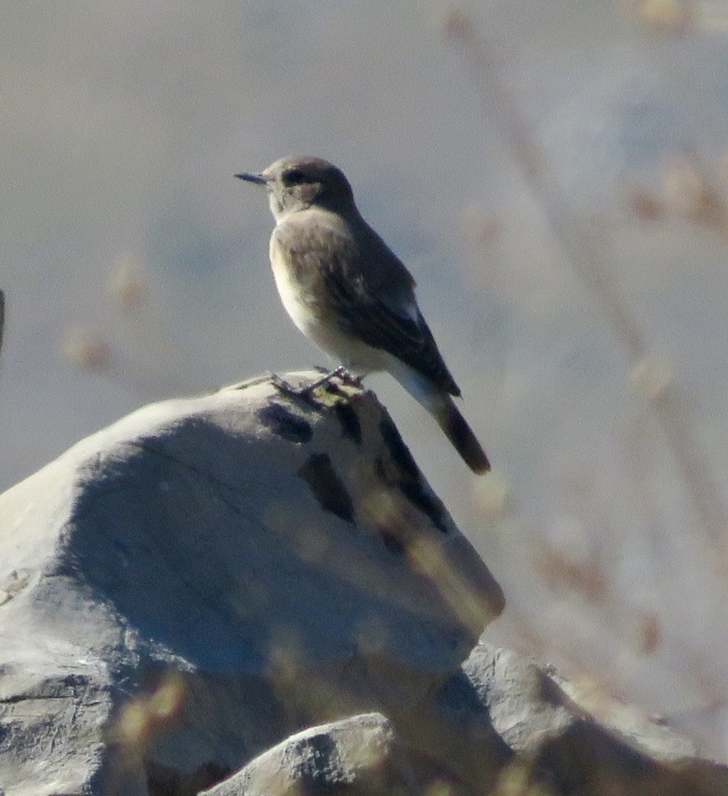 Eastern Black-eared Wheatear - ML643549085