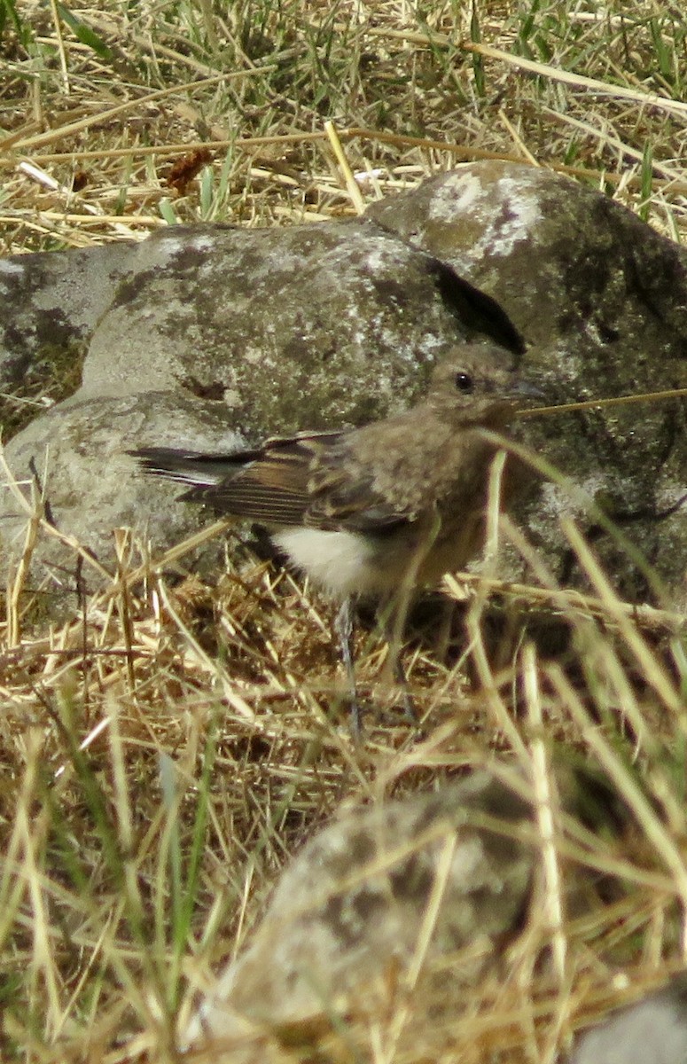 Eastern Black-eared Wheatear - ML643549086