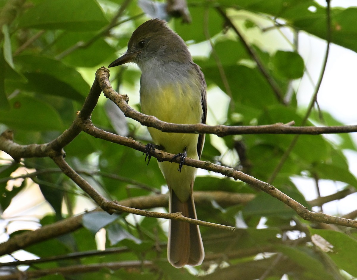 Brown-crested Flycatcher - ML643549127