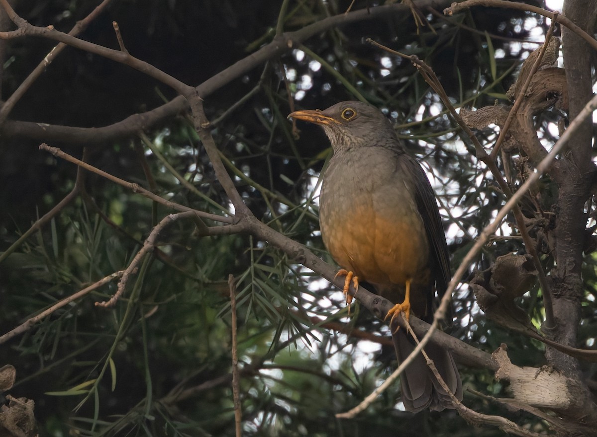 Karoo Thrush - ML643549141