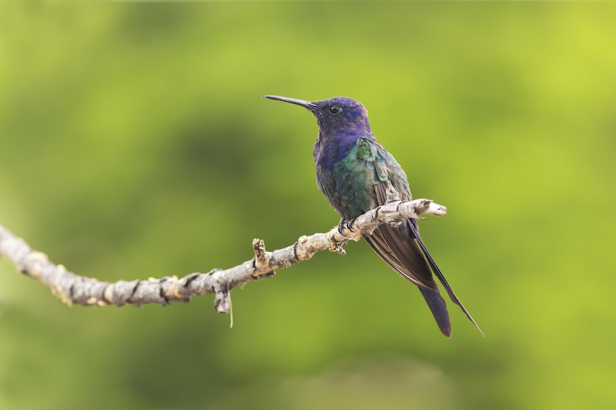 Swallow-tailed Hummingbird - ML643549145