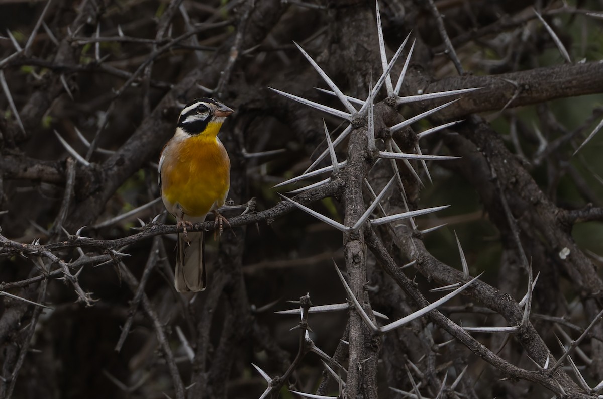 Golden-breasted Bunting - ML643549167