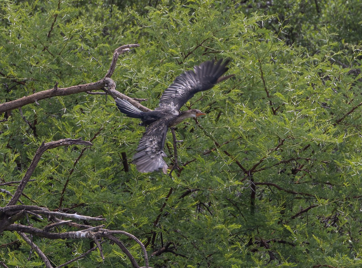 Reed Cormorant - ML643549176