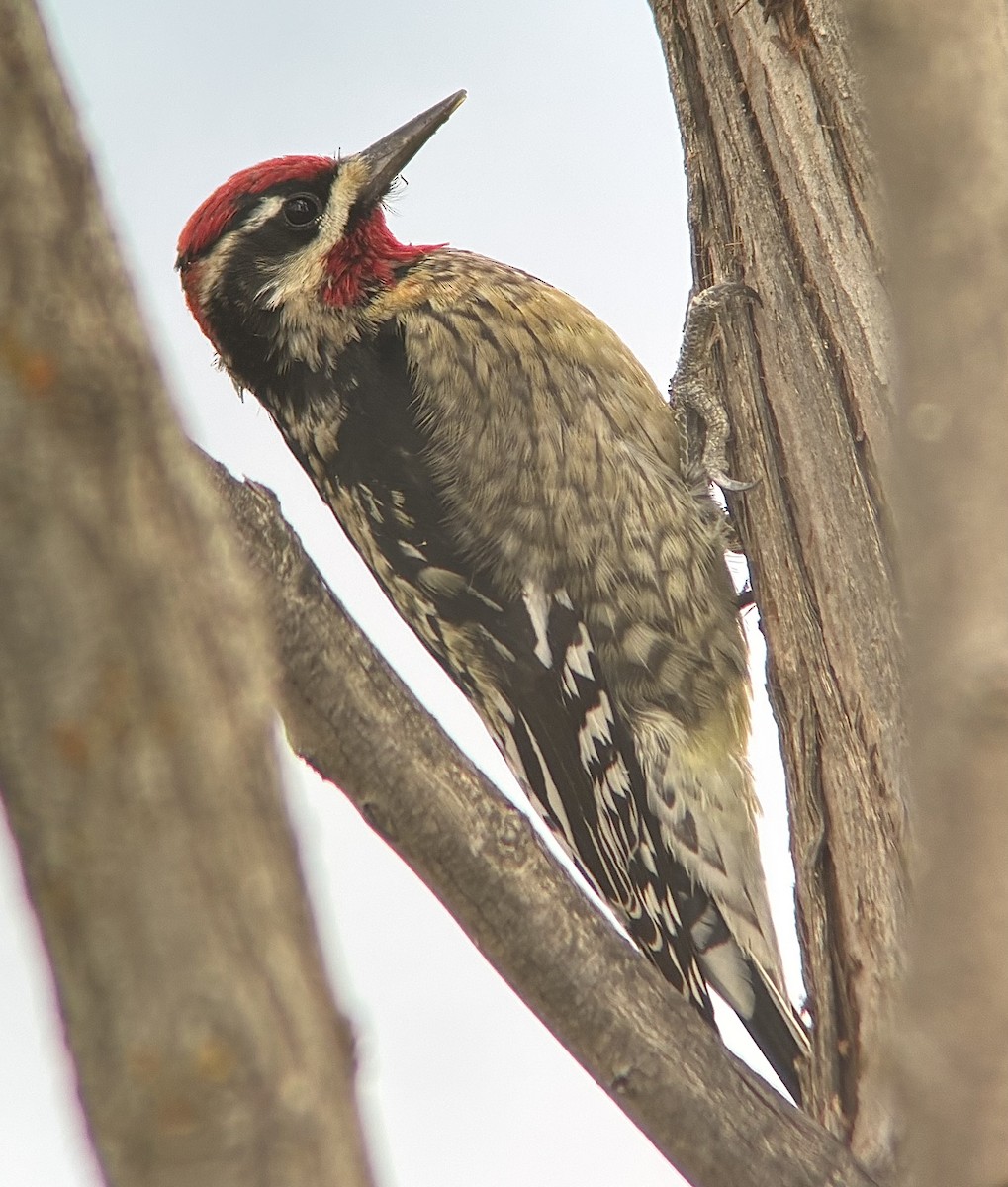 Red-naped Sapsucker - ML643549188