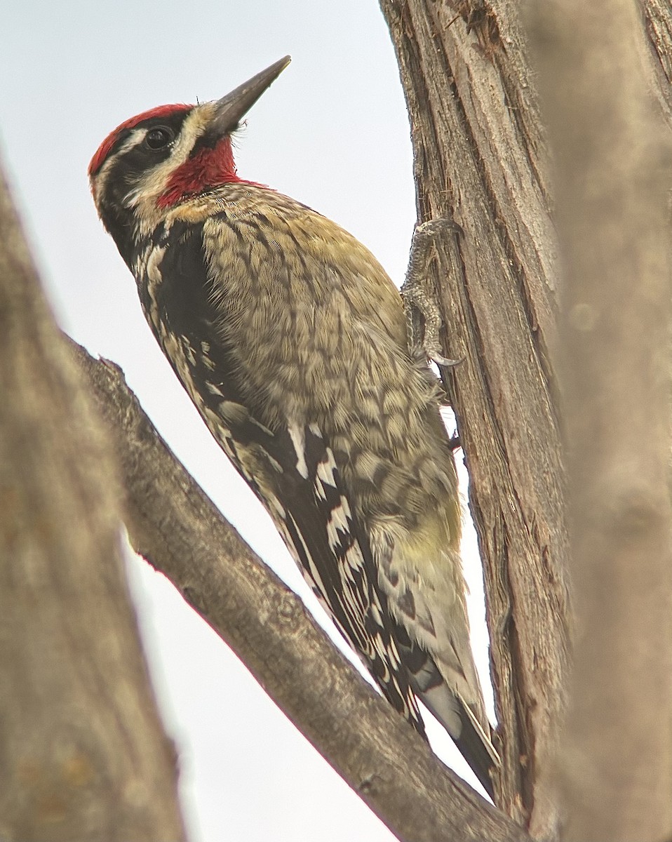 Red-naped Sapsucker - ML643549189