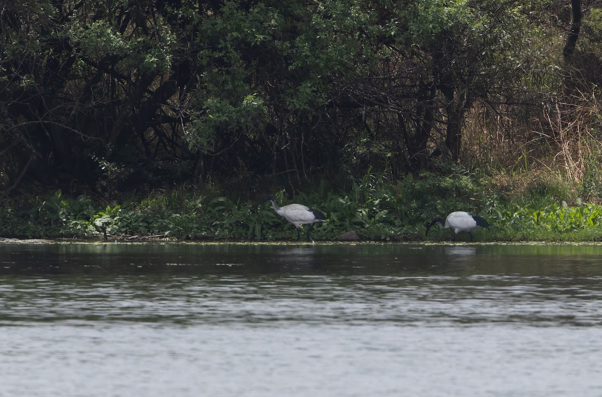 ibis posvátný - ML643549190