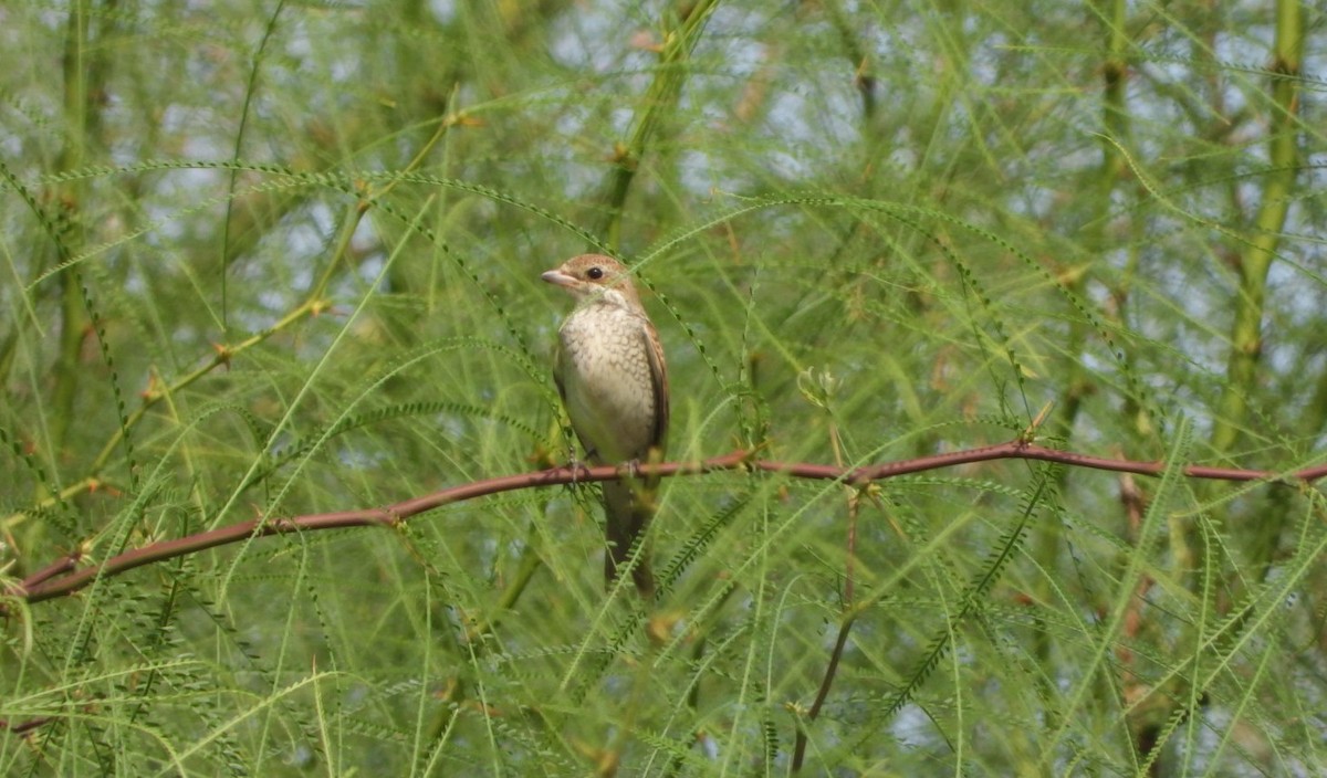 Red-backed Shrike - ML643549194