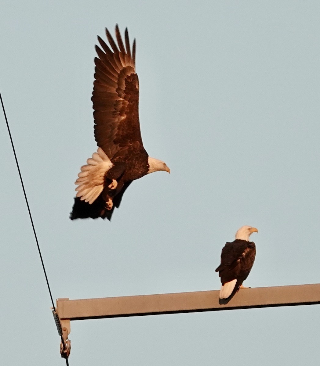 Bald Eagle - ML643549199