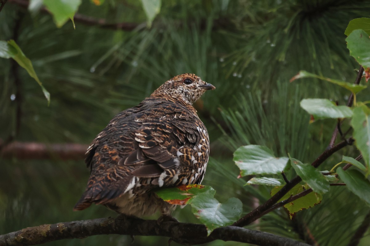 Spruce Grouse - ML643549203