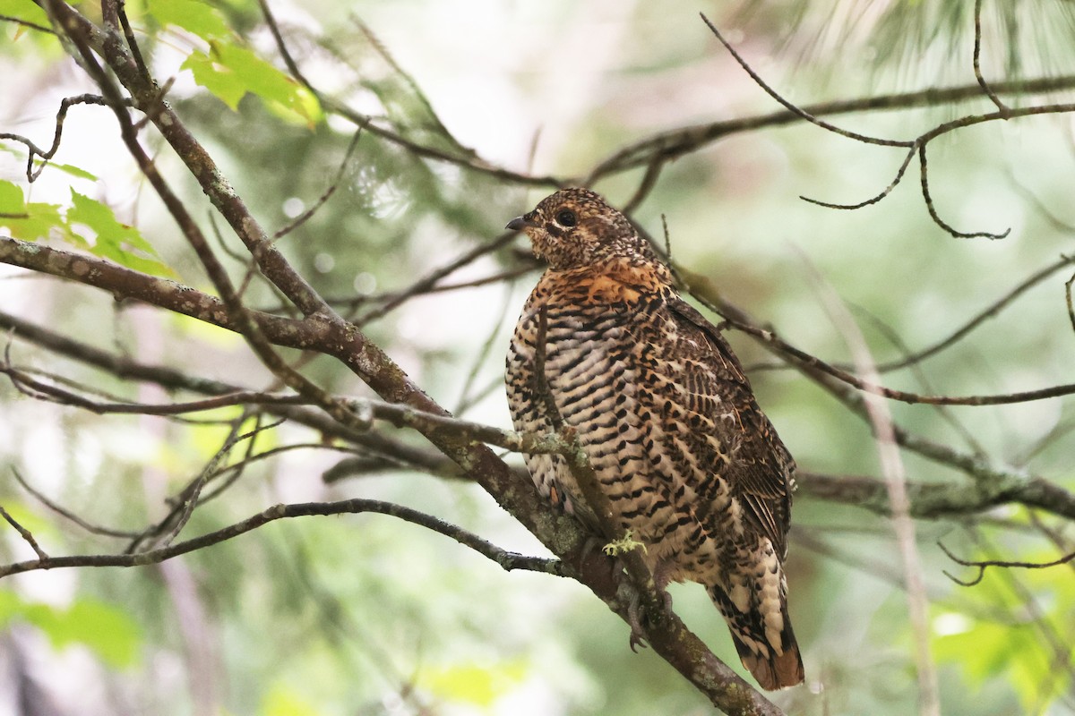 Spruce Grouse - ML643549204