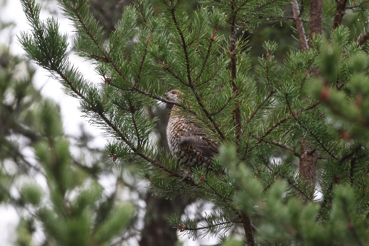Spruce Grouse - ML643549206
